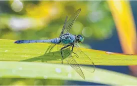  ?? Kathy Adams Clark ?? Dragonflie­s, like this eastern pondhawk, have a voracious appetite for mosquitoes.
