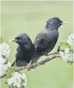  ??  ?? Citizen scientists can listen out for starlings this spring.