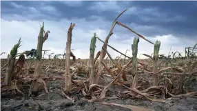  ?? ?? Climate change threatens Africa’s stability in terms of agricultur­al developmen­t