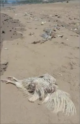  ??  ?? A headless rooster was left on the seashore after a traditiona­l ceremony on North Beach last week.