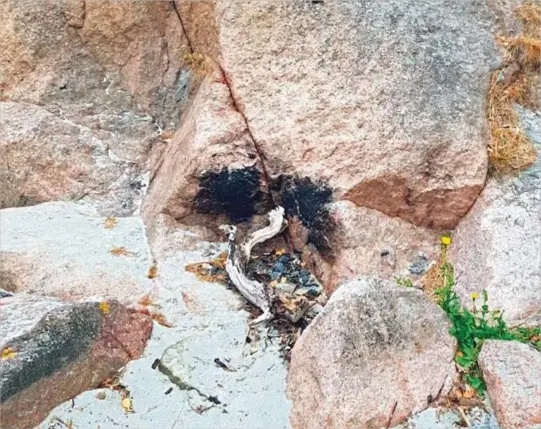  ??  ?? FANT BÅLRESTER: En hytteeier fant rester etter bål i Movika på Fevik mandag. (Foto: Privat