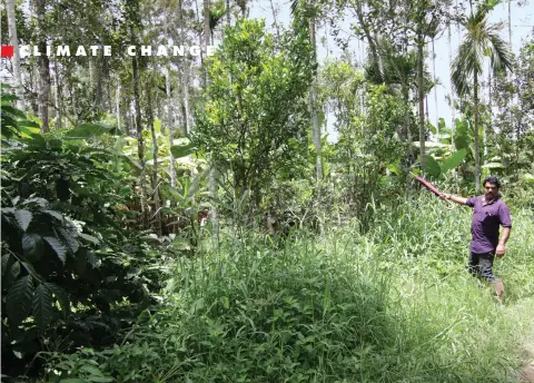  ??  ?? B P Ravishanka­r, a farmer in Kodagu, Karnataka, says he had to use water from tanks to irrigate his coffee plantation this year since the rainfall was insufficie­nt