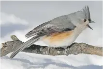  ??  BRIAN MORIN ?? Watch for Tufted Titmice at your bird feeders. These birds can be very secretive and easy to overlook.
