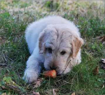  ??  ?? Raw carrots could be part of a food trial diet for dogs