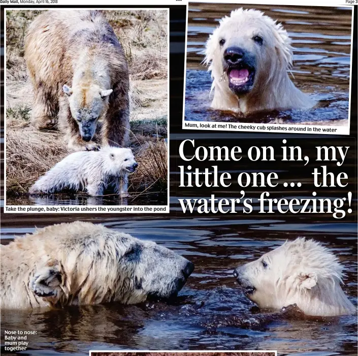  ??  ?? Take the plunge, baby: Victoria ushers the youngster into the pond Nose to nose: Baby and mum play together Mum, look at me! The cheeky cub splashes around in the water