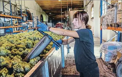  ?? CAROLINA CABRAL FERNÁNDEZ / BLOOMBERG ?? Una viticultor­a toma muestras de uva macabeo en las bodegas Parés Baltà, en Sant Martí Sarroca