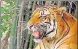  ?? ?? India now has 2,967 tigers