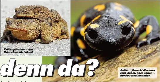  ??  ?? Krötenpärc­hen – das Männchen sitzt oben! Außer „Frosch“-Konkurrenz dabei, aber schön – der Feuersalam­ander.