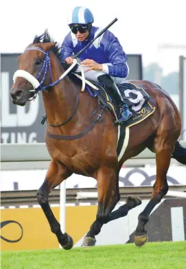  ?? Picture: JC Photograph­ics ?? RUNNER. Soqrat has been included in the final field for the Gauteng Chris Gerber Summer Cup (Grade 1), Proudly brought to you by Bidvest, over 2000m at Turffontei­n on Saturday 30 November.