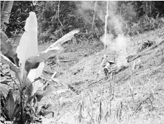  ??  ?? A farmer seen attending to her paddy farm in Ulu Ngemah.