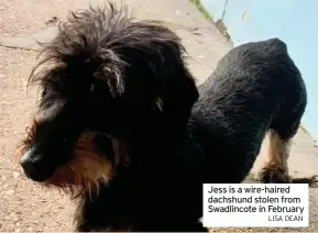  ?? LIsa Dean ?? Jess is a wire-haired dachshund stolen from Swadlincot­e in February