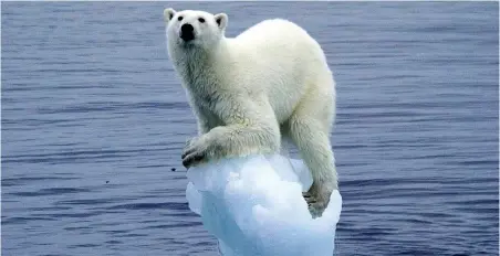  ?? PICTURE: SCANPIX ?? CLIMATE CHANGE REFUGEE: A polar bear on a tiny iceberg. Their living conditions are at risk as the climate gets warmer.