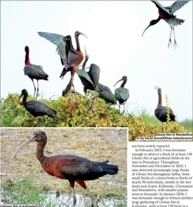  ?? Glossy ibis in Mandaitivu Pix by David Jeevathith­an Ambalavana­r ?? Glossy ibis in Kallundai