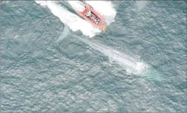  ??  ?? GOLDBOGEN LAB Researcher­s place a suction-cup tag on a blue whale as part of research to measure the animal’s heart rate, in an undated photo taken in Monterey Bay, CA, the US.