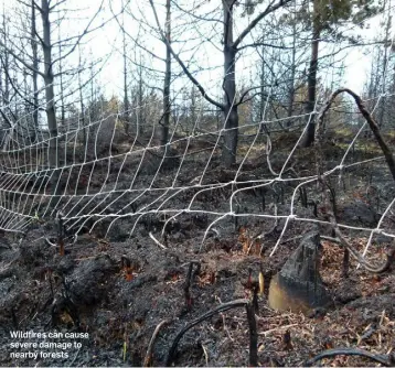  ??  ?? Wildfires can cause severe damage to nearby forests