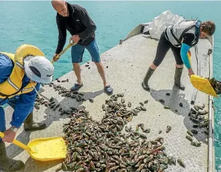  ?? PHOTO: SHAUN LEE ?? Volunteers shovel mussels into Mahurangi Harbour to form a bed in an effort to improve the health of the Hauraki Gulf.
