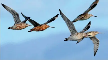  ??  ?? Godwits stopping on their journey to Alaska face a shortage of food.