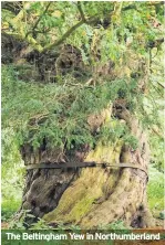  ??  ?? The Beltingham Yew in Northumber­land