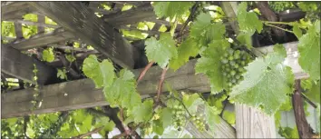  ?? Lynandro Simmons /Hearst Connecticu­t Media ?? Grapes growing at DiGrazia Vineyards in Brookfield.