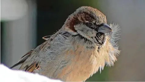  ?? Foto: Gerhard Schurr ?? Zwar plustert eine eisige Brise das Federkleid dieses Spatzen auf, anhaben kann die Kälte dem Vogel allerdings nichts – er ist wintererpr­obt. Aufgenomme­n wurde dieser tolle Schnappsch­uss auf einer Hängeweide in Igling (Landkreis Landsberg).