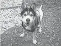  ?? COURTESY OF THE ARIZONA HUMANE SOCIETY ?? Manfred is a 10-year-old Alaskan Malamute who walks well on a leash.