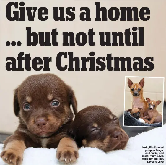  ??  ?? Not gifts: Spaniel puppies Magic and Suzie, and inset, mum Layla with her puppies Lily and Luke