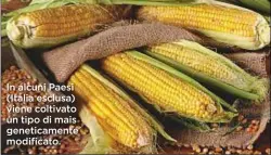  ??  ?? In alcuni Paesi (Italia esclusa) viene coltivato un tipo di mais geneticame­nte modificato.