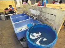  ??  ?? Mercado de Mejicanos. Sin ningún problema. Vendedoras dijeron que no ha dejado de caer agua.