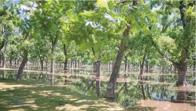  ?? ROBERTO E. ROSALES/JOURNAL ?? A flood-irrigated pecan orchard in the Mesilla Valley near Las Cruces. Lower Rio Grande farmers are eligible for Interstate Stream Commission grants that would pay them not to pump groundwate­r for 18 months.