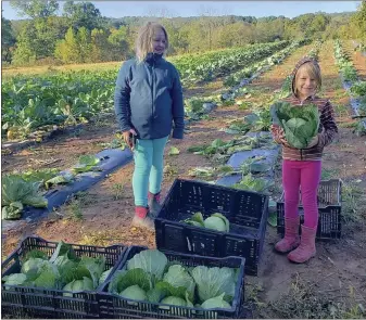  ?? PHOTO COURTESY OF HILL CREEK FARM ?? Two of John Houston’s six children, Sophia, left and Rachel right, harvest cabbage for their CSA members at Stony Hill Farm.