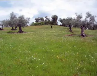  ??  ?? Figura 3. Cubierta vegetal espontánea a todo terreno en olivar).