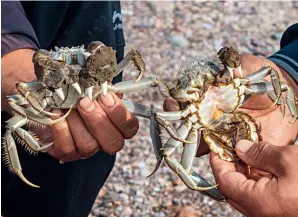  ?? ?? Crabs from an aquacultur­e farm in Qapqal Xibe Autonomous County, Xinjiang Uygur Autonomous Region