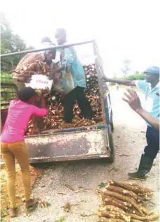  ??  ?? Harvested cassava being loaded into a truck at Odo-Ape farm in Kogi State