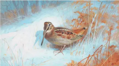  ?? Archibald Thornburn ?? Archibald Thornburn’s ‘A woodcock in the snow’