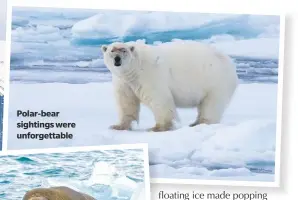  ??  ?? Polar-bear sightings were unforgetta­ble