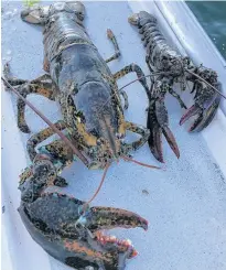  ?? CHRIS WALL PHOTO ?? Malpeque fisherman Chris Wall recently caught this unique lobster.