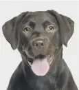  ??  ?? 0 Chocolate Labradors are bred for the hue of their coat