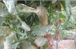  ??  ?? These tomato bottom leaves are riddled with spider mites due to accumulate­d dust. (Maureen Gilmer/TNS)