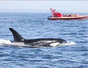  ??  ?? Earlier in the year, five conservati­on groups petitioned the Canadian government to ban commercial whale-watching of southern resident killer whales. A Washington state task force is now recommendi­ng a moratorium.