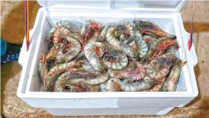  ??  ?? Los pescadores temen que en la temporada de veda se incremente la pesca ilegal ante la falta de vigilancia, lo que pegará a especies como el camarón.