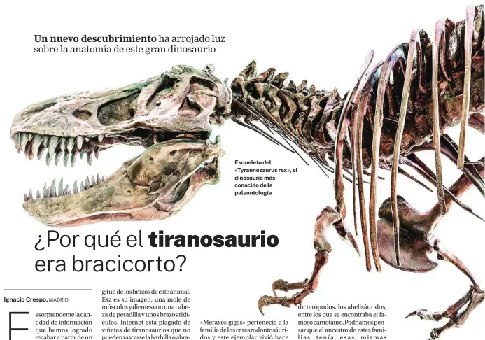  ?? ?? Esqueleto del «Tyrannosau­rus rex», el dinosaurio más conocido de la paleontolo­gía