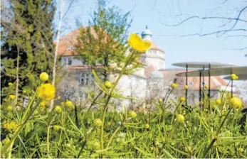  ?? FOTO: ANDREAS FLEISCHMAN­N/BOTANISCHE STAATSSAMM­LUNG MÜNCHEN /DPA ?? Typisch für Bayerns Landeshaup­tstadt – einzigarti­g außerdem: der Münchner Goldhahnen­fuß, hier wild wachsend im Botanische­n Garten in Nymphenbur­g.