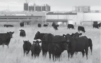  ?? LARRY MACDOUGAL/THE CANADIAN PRESS ?? XL Foods’ Lakeside Packers plant in Brooks, Alta., kills and butchers 35 to 40 per cent of Canada’s beef, according to industry estimates. The plant has been closed because of an E. coli outbreak.