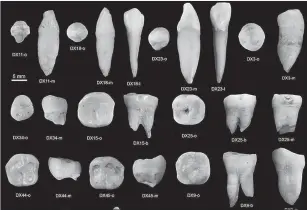  ?? Tribune News Service ?? This photo provided by the journal Nature shows the human lower teeth found in the Fuyan Cave.