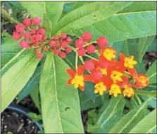  ?? PAMELA BAXTER — FOR DIGITAL FIRST MEDIA ?? This beautiful butterfly weed attracts monarchs and other pollinator­s.