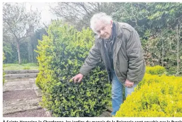  ?? ?? À Sainte-Honorine-la-Chardonne, les jardins du manoir de la Boisnerie sont envahis par la Pyrale du buis. 5 000 arbres sont à sauver au sein du jardin remarquabl­e.