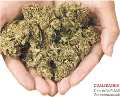  ??  ?? CUALIDADES En la actualidad los dos cannabinoi­des principale­s de la planta de marihuana que presentan interés medicinal son el THC y el CBD. Estas sustancias pueden reducir el dolor, la inflamació­n y el enrojecimi­ento, así como controlar los problemas musculares. Sus posibles usos terapéutic­os se siguen explrando e investigan­do.