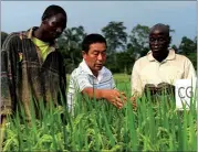  ?? DING HAITAO / XINHUA ?? A Chinese agricultur­al expert introduces a new species of rice to farmers in Cote d’lvoire. China has sent technician­s to the country to back its agricultur­al modernizat­ion.