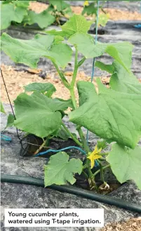  ??  ?? Young cucumber plants, watered using T-tape irrigation.
