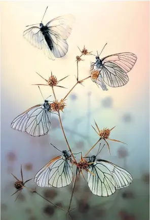  ??  ?? The butterfly so beloved of Churchill, taken by nature photograph­er Igor Siwanowicz at his studio in Munich